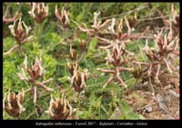 Astragalus-suberosus2